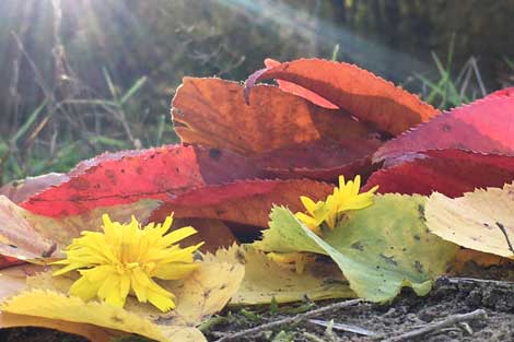 Großaufnahme rote Blätter und gelbe Blüten im Sonnenlicht liegend