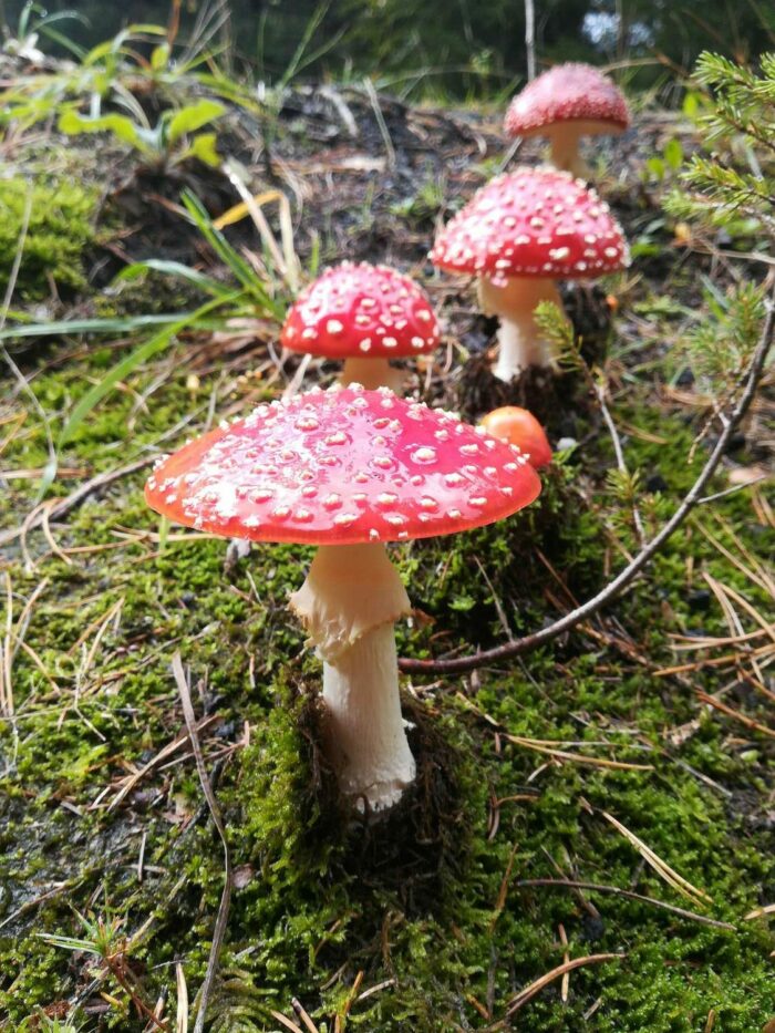 Vier Fliegenpilze wachsen im Moos.