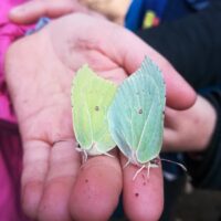 Zwei Zitronenfalter sitzen nebeneinander auf einer Hand, einer gelb und einer grünlich gefärbt.