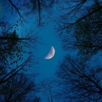 zunehmender Mond zwischen Baumwipfeln, Himmel dunkelblau