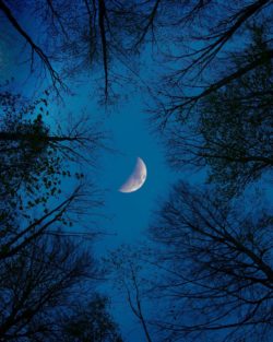 zunehmender Mond zwischen Baumwipfeln, Himmel dunkelblau
