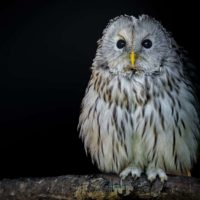 Waldkauz vor schwarzem Hintergrund und auf Ast sitzend