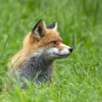 Fuchs im Gras von vorn