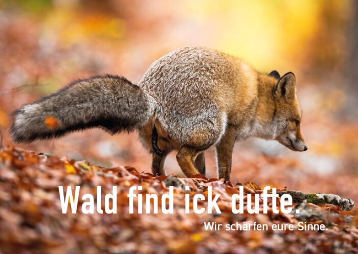 Vorschau Postkarte Motiv 4, Bild eines Fuchses beim Absetzen von Losung: Wald find ick dufte. Wir schärfen Eure Sinne.