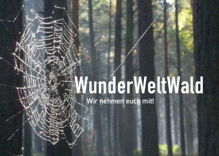 Vorschau Postkarte Motiv 5, Bild eines Spinnennetzes mit Tau im Wald: WunderweltWald Wir nehmen Euch mit.